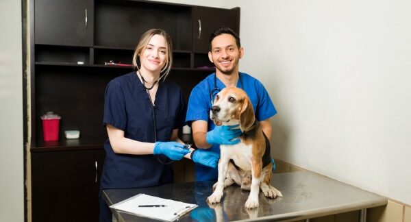 Melhores clínicas veterinárias em São Paulo
